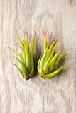Hinterland Trading Tillandsia Scaposa Kolbii Air Plant 2 Pack Airplants