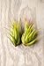 Hinterland Trading Tillandsia Scaposa Kolbii Air Plant 2 Pack Airplants