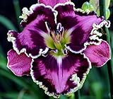 Picassos Intrique Daylily 5 Seeds (Hemerocallis) Upc 647923989021