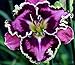Picassos Intrique Daylily 5 Seeds (Hemerocallis) Upc 647923989021