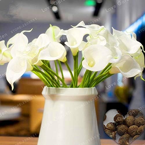 Amazon Co Jp 2球根カーラ花 カーラリリー盆栽 トゥルーホワイトカーラリリー球根 象徴愛 エレガントなノーブルフラワー ホーム キッチン