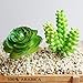 Khalee Mixed Artificial Succulent Plants Fake Succulents, (12 Different PCS, Random)