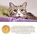 Solid Gold Tropical Blendz Wet Cat Food - Chicken Pate in Coconut Oil - Canned Cat Food, 16 Pack