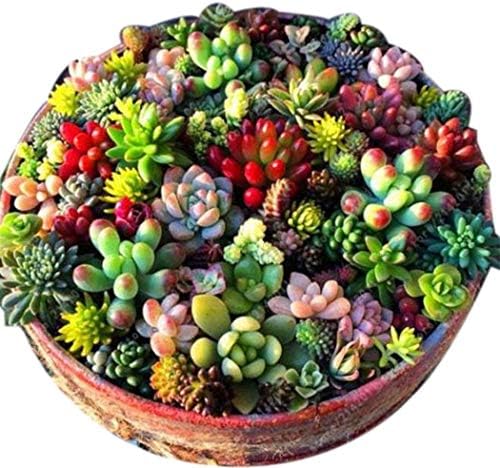 Oliote 100 Pcs Mixed Succulent Anti-Radiation Fleshy Seeds Potted Flower Cacti & Succulents