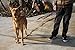 Moonpet Soft and Extra Strong Durable Real Genuine Full Grain Leather Dog Training Leash Lead - Premium Heavy Duty 4 ft x 0.9'' - Best for Medium Large X-Large Dogs Walking Running-Dark Brown