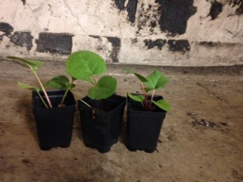 Plants - 3 Live 3-6" inch Seedlings Rhubarb Victoria Great Fresh or Jam Pie Sauce! by TricaStore