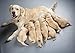 Puppy Collars for Litter,Puppy Collars for Small Puppies Soft Nylon Safety Whelping Litter Collar for Newborn Pets with Record Keeping Charts 12pcs(S)