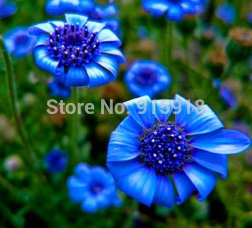 Amazon Co Jp 花の種ブルーデイジーフェリシアheterophyllaブルー50種 珍しい色 派手な花盆栽種子 送料無料 ホーム キッチン