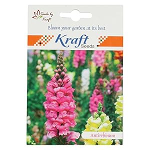 Antirrhinum/Snapdragon/Dog Flower Dwarf Flower Seeds by Kraft Seeds
