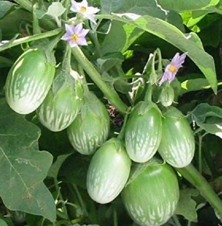 Misha Organic Vegetable Seeds for Home Pack 30 Seeds (Green Brinjal Seed)
