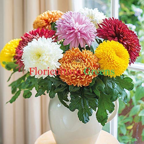 Floriculture Greens Seeds Of Flowers Chrysanthemum/Guldaudi Mix Colors