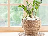 FANTIAN White Decorative Pebbles 2 lbs 30-50 mm for Garden Pots Aquariums view 4