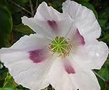 Chillhawaiian Brand Tasmanian Purple Papaver Somniferum Poppy Seeds 454 Grams