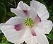 Chillhawaiian Brand Tasmanian Purple Papaver Somniferum Poppy Seeds 454 Grams