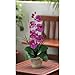 Nearly Natural Phalaenopsis Silk Orchid Flower Arrangement