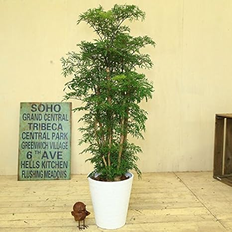 ベスト 観葉 植物 ポリシャス
