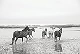 Image de Wild Horses of Cumberland Island