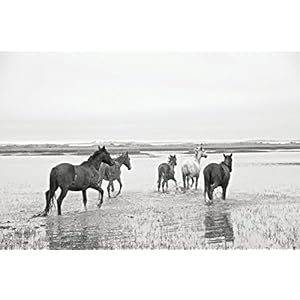 Wild Horses of Cumberland Island