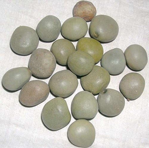 DESIILAAZ SAGARGOTA/CAESALPINIA BONDUCELLA/KARANJWA / KAT KARANJA SEEDS - 250 GRAM