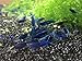 CIP 5 Blue Dream (Neocaridina Davidi) Live Freshwater Aquarium Shrimps 1/4 to 1/2 inchthumb 1