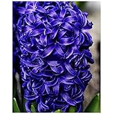 5 Aida Hyacinth Bulbs - 16-17 cm, Vibrant Spring Blooms in Rich Colors for Zones 4-10, Pre-Chilling Required for Zones 8-10 for Optimal Growth