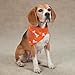 Aria Trick-or-Treat Dog Bandanas for Dogs, Orange