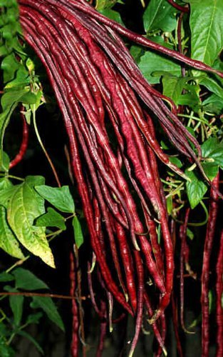 MaliaGarden Long Red Beans Seeds - Hybrid Vegetable Seeds - Pack Of 30 Seeds