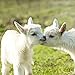 Baby Goats 2018 16 Month Wall Calendar 12 x 12 inches Bright Day Calendars Publishing