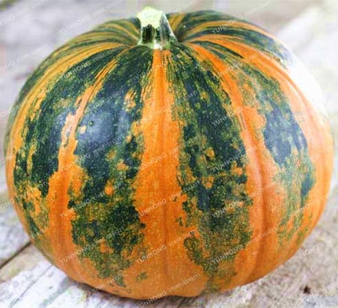 Pinkdose Bonsai de Calabaza Vegetales orgánicos Nutrientes ...
