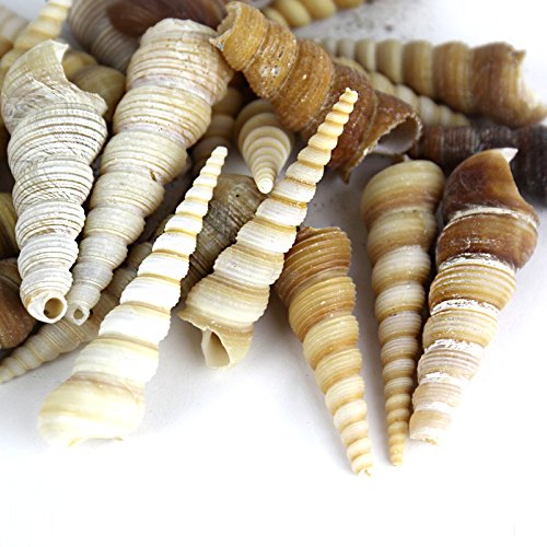 Super Z Outlet Sea Shells Mixed Beach Seashells - Various Sizes up to 2