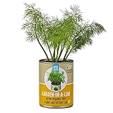Back to the Roots Garden-In-A-Can, Organic Dill