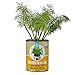 Back to the Roots Garden-In-A-Can, Organic Dill