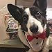 Green Butterfly Brands Assorted Dog Chews – All Natural, Chewy Dog Treats Made in USA – Pig Ear, Bully Stick, Pork Hide Twist Pieces & Turkey Gizzard Assortment Pack – One Ingredient Chews - Dogs Love