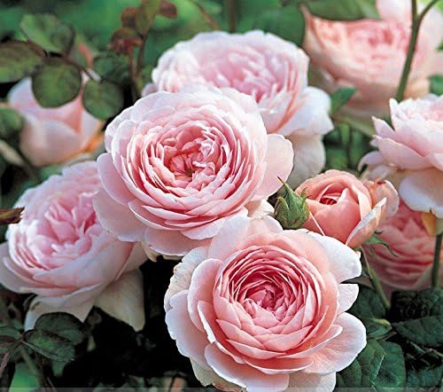 Rare 'Queen of Sweden' Pink Rose Shrub Flower Seeds, Professional Pack, 50 Seeds / Pack, Light Fragrant Garden Flowers