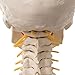 3B Scientific A20/1 Classic Skull on Cervical Spine 4-part - 3B Smart Anatomy