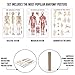 Premium Laminated Anatomy Poster Set - (3 Pieces) Includes Muscular, Skeletal, Ligaments of The Joints Medical Charts - Designed for Professional Use - Perfect for Learning and Teaching Human Anatomy