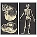HomArt Infirmerie General Skeleton Large Decorative Matches Set of 3 matchboxesthumb 1