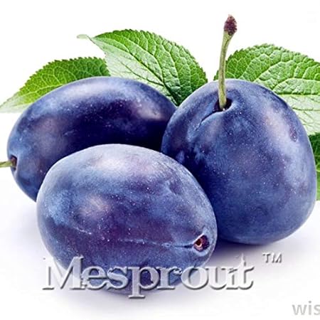 Pinkdose 10PCS Rare Schwarz Brin Plum Bonsai + HEIRLOOM Prune Obst Bonsai - & quot; BLACK KRIM & quot; Nahrhaftes Gemüse NON-