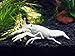 1 Male/Female Pair of White Specter Crayfish/Freshwater Lobsters (2+ inch Young Adult) by Aquatic Arts