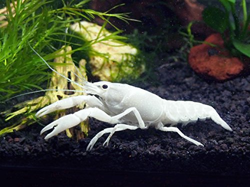 Aquatic Arts 1 Live White Specter Crayfish/Freshwater Lobster (2+ inch