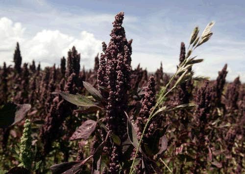 HeirloomSupplySuccess 250 Heirloom Black Quinoa Seeds