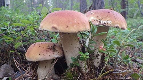 XIANJIA - Organic Boletus Seeds Fresh Boletus Seeds Edible Mushrooms Seeds Noble Mushrooms Perennial Hardy Plant Your own Mushrooms (100)