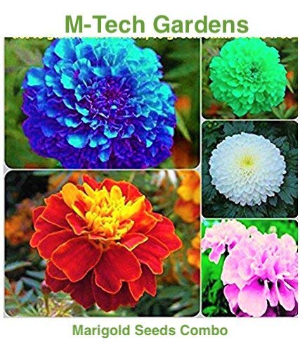 M-Tech Gardens Marigold Flower Seeds Combo - Blue, Red, Pink, White, Yellow (All Seeds Mixed 30 Seeds)