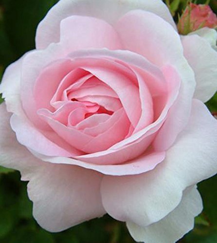 Rosa Shrub Rose 'Maidens Blush'