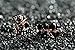 Dazzle flash Black Flower Pendant Necklace Rose Gold Plated Costume Fashion Jewelry Sets for Women