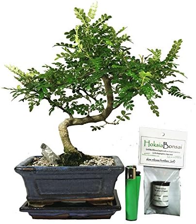 (cp15sF) chinese pepper corn indoor bonsai tree + free food