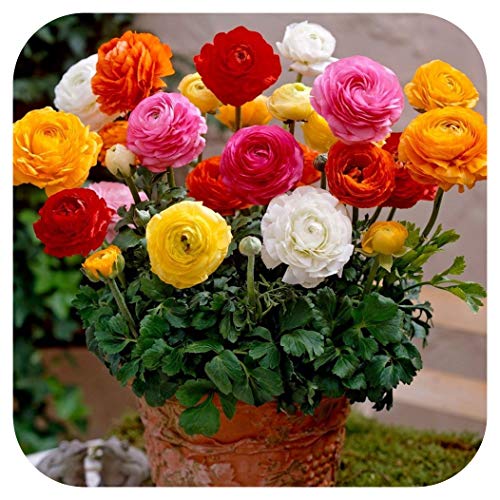 50 Ranunculus (Persian Buttercup) Mixed spring Flowering bulbs by