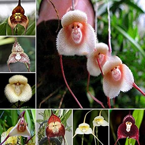 All Season Flower Monkey Face Orchid 50 Seeds Pack Grow All India Healthy Seeds Harvested In India Amazon In Garden Outdoors