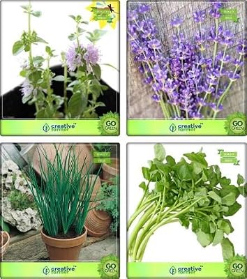 Seedsown fÃ¡cil de cultivar semillas Hierbas Combo poleo, lavanda ...