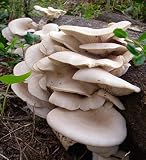 100 Pearl Oyster Mushroom Spawn Plugs/Dowels to Inoculate Logs or Stumps to Grow Gourmet and Medicinal Mushrooms - Grown Your Own Mushrooms for Years to Come - Makes a Perfect Gift or a Project